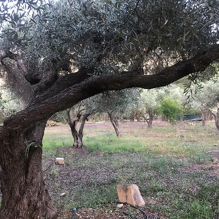 Dei Narcisi *